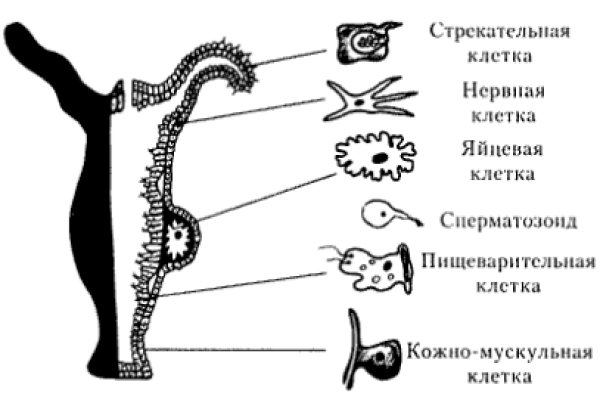 Кракен 2krnk