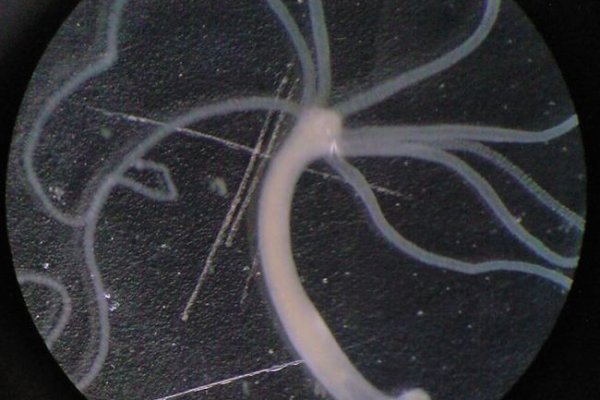 Kraken официальный сайт ссылка через tor