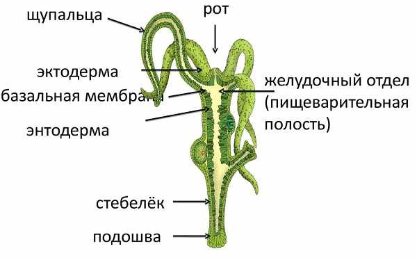 Настоящая ссылка на кракен